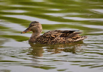 duck in the water