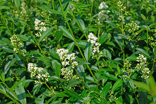Bl&uuml;hender Liguster,Ligustrum,im Fr&uuml;hsommer