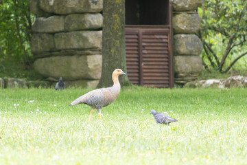 Ornamental bird walking on green grass in urban park