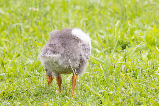 Greylag goose gosling pecking grass in green meadow - Powered by Adobe