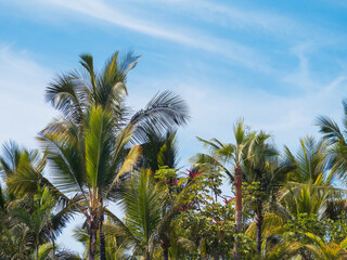 Lush palm trees stretch upwards towards a clear blue sky, surrounded by vibrant greenery. The scene captures a warm, sunny atmosphere typical of tropical locations.
