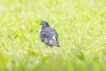 Pigeon looking for food in green grass field