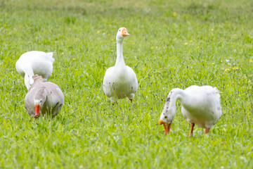 Geese grazing peacefully in green meadow on sunny day