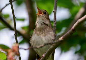 The Eastern Nightingale sings on a tree in spring.
