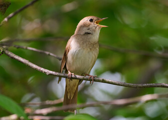 The Eastern Nightingale sings on a tree in spring.