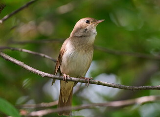 The Eastern Nightingale sings on a tree in spring.