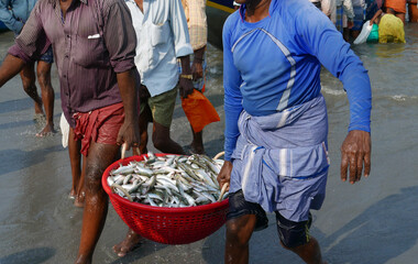 Retour de la pêche à Cochin en Inde du Sud