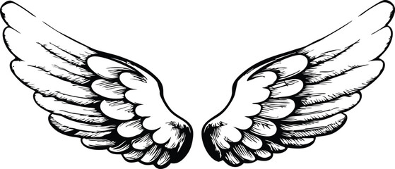 vector illustration of wings