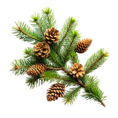 Fototapeta premium Pine tree branch and cones isolated on a transparent background