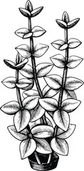 vector black and white flower