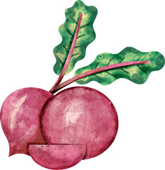 watercolor Beetroot