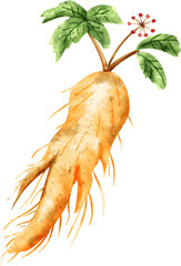 watercolor Ginseng