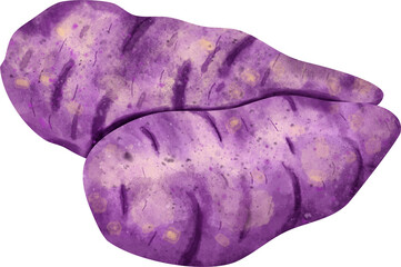 watercolor Sweet potato