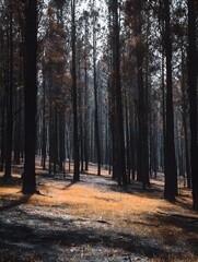Fototapeta premium Dark Forest Landscape with Charred Trees and Orange Grass