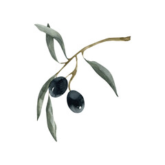 Watercolor Minimalistic Olive Branch, Realistic Olive Illustration, Elegant Botanical Element, for Mediterranean Design