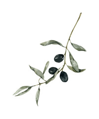Watercolor Olive Branch, Realistic Olive Illustration, Elegant Botanical Element, for Mediterranean Design