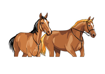 Two beautiful brown horses isolated on white