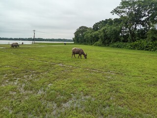 buffalo eating grass in the field