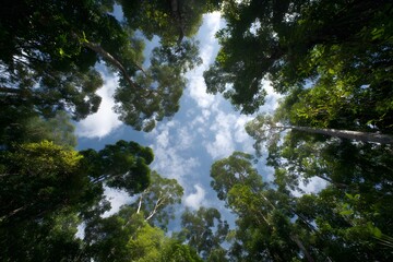 Tall Trees in Dense Forest Beneath a Bright Blue Sky with Clouds