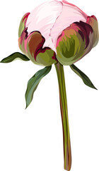 Vector flower pink peony. Realistic peony in bloom. Spring flower. Peony flower. Peony flower bud