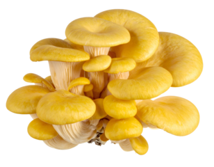 Golden oyster mushroom cluster growing on transparent background