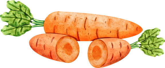 watercolor Carrot