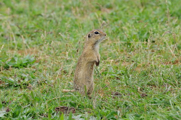 Curious European ground square