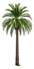 Isolated Vibrant Palm Tree Against Transparent background