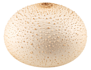 Whole puffball mushroom isolated on transparent background
