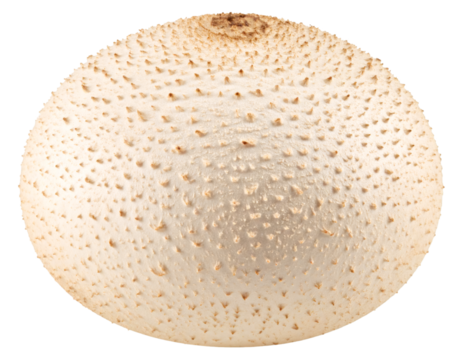Whole puffball mushroom isolated on transparent background