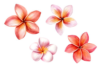 Naklejka premium Tropical flowers frangipani plumeria isolated on white background PNG