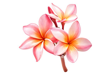 Fototapeta premium Tropical flowers frangipani plumeria isolated on white background PNG