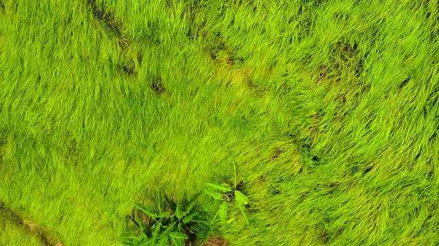 Aerial drone view highlights a lush patch of Ulva intestinalis or similar sea grass in Bali, showcasing its green textures and coastal biodiversity.