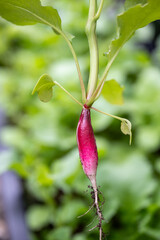 Close up of Small French Breakfast Radish 