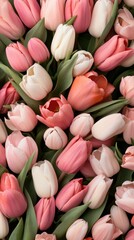 Fototapeta premium Beautiful arrangement of pink and white tulips in a vibrant floral display for springtime