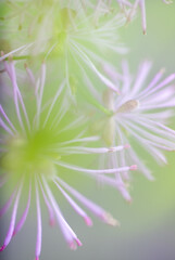 Obraz premium Abstract Close up of Magenta Pink Flowers of Columbine Meadow-rue