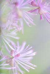 Abstract Close up of Magenta Pink Flowers of Columbine Meadow-rue