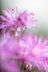Obraz premium Abstract Close up of Magenta Pink Flowers of Columbine Meadow-rue