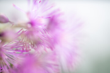Obraz premium Abstract Close up of Magenta Pink Flowers of Columbine Meadow-rue