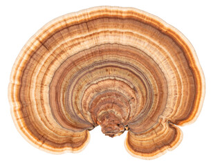 Turkey tail mushroom showing concentric rings isolated on transparent background