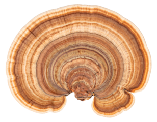 Turkey tail mushroom showing concentric rings isolated on transparent background