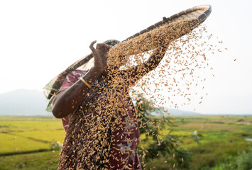 A woman winnowing rice grain after dry in the sun