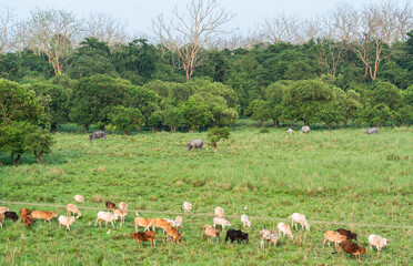 Fototapeta premium Great Indian rhinoceros grazing in a sanctuary