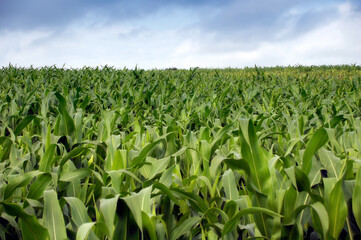 Cornfield under blue-grey cloudy sky – rural agriculture landscape