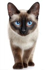 Siamese Cat Breed Portrait: Blue Eyes, Seal Point Fur, White Background Photography