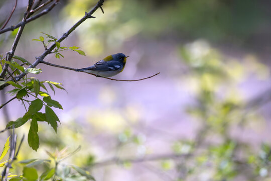 Northern parula Setophaga americana sitting on a branch
