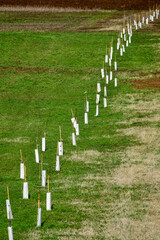 Small saplings, planted in a row