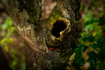 close-up of a hollow tree in the forest