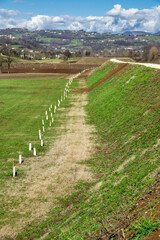 Small saplings, planted in a row