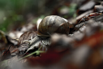 a close-up of a snail in the forest in its natural habitat